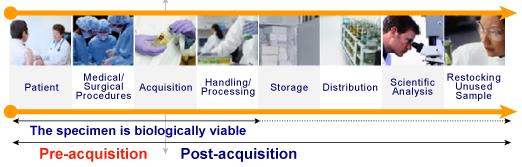 biospecimen-lifecycle.jpeg