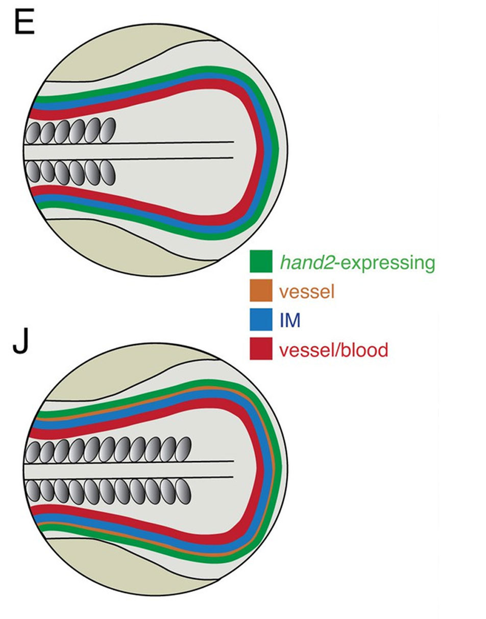 hand2 expression in the posterior lateral mesoderm