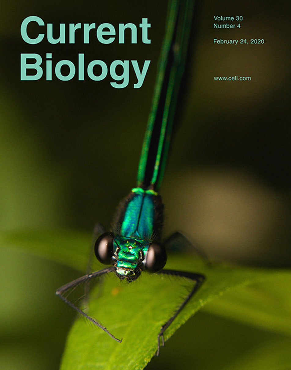 Current Biology cover, Feb 2020