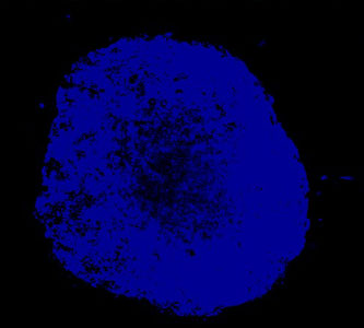 Organoid-DAPI.jpg